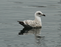 Larus argentatus
