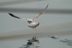 Larus argentatus