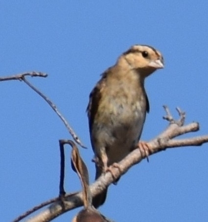 Long-tailed Paradise Whydah (Vidua paradisaea), photo 7