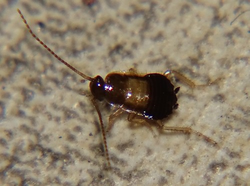 German Cockroach photo 4