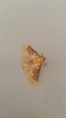 Polygrammodes ponderalis