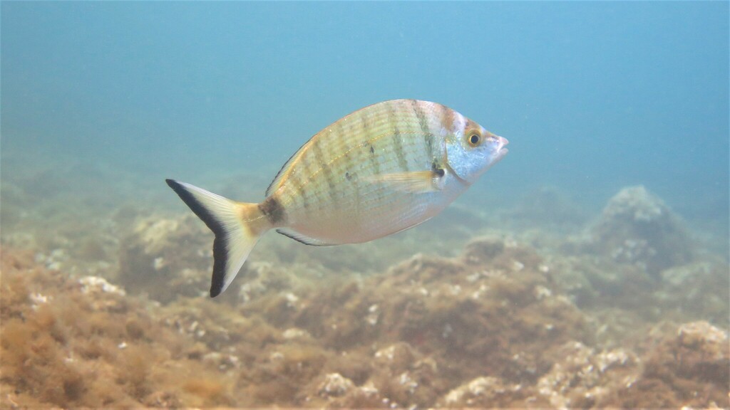 Sharpsnout seabream (Diplodus puntazzo) — Sparidae