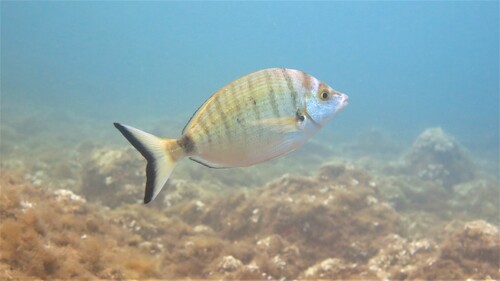 Sharpsnout seabream (Diplodus puntazzo) — Sparidae