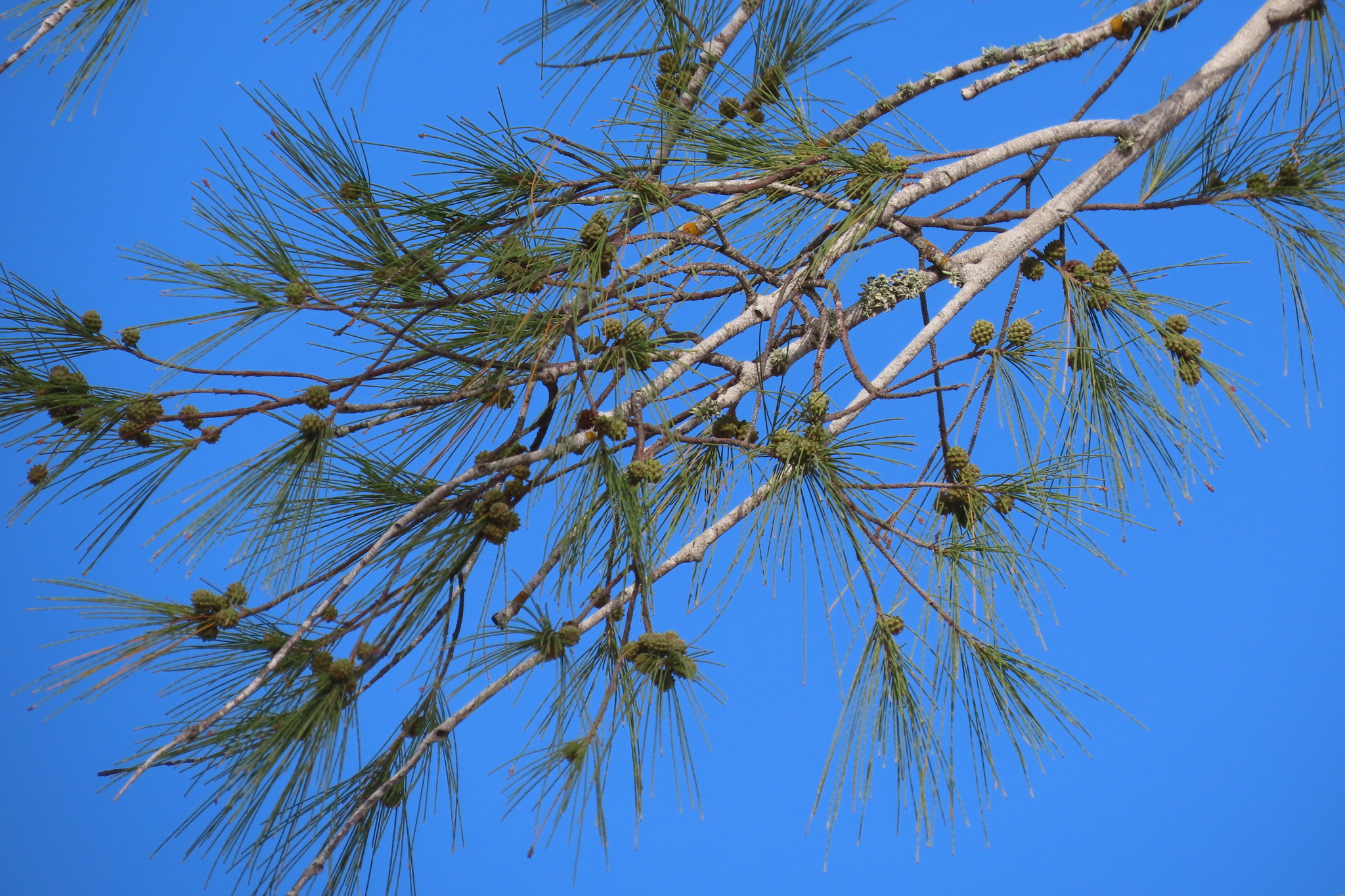 Casuarina