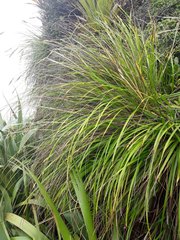 Chionochloa bromoides