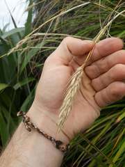 Chionochloa bromoides