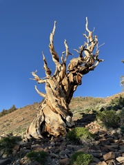 Langlebige Kiefer (Pinus longaeva): Herkunft und Verwendung — Foto 2