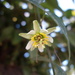 Passiflora transversa - Photo (c) J.R. Kuethe (Yero), some rights reserved (CC BY-NC), uploaded by J.R. Kuethe (Yero)