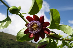 Passiflora alata