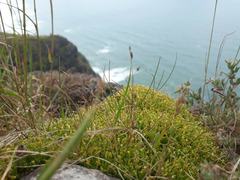 Scleranthus biflorus