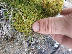 Scleranthus biflorus