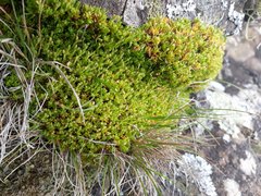 Scleranthus biflorus