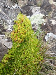Scleranthus biflorus