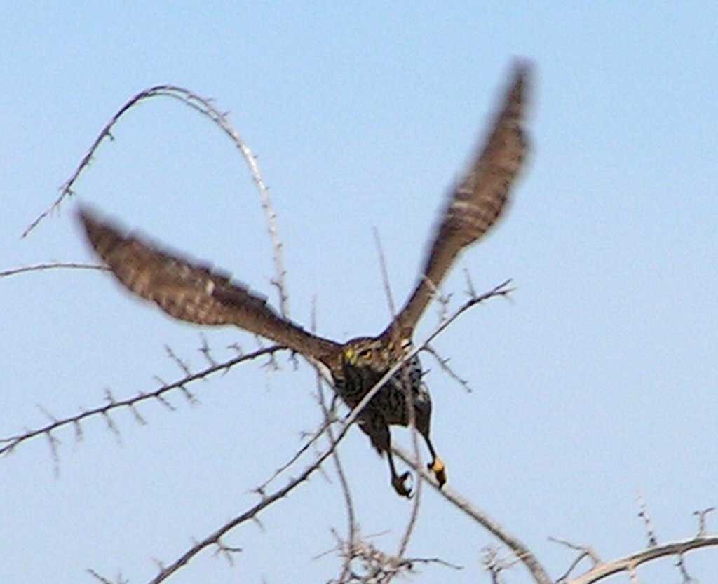 Cooper's Hawk from Gilbert Riparian Observatory, Gilbert, AZ 85234, USA on January 19, 2016 at