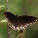 Double-branded Crow Butterfly - Photo (c) Elavarasan M, some rights reserved (CC BY-NC), uploaded by Elavarasan M