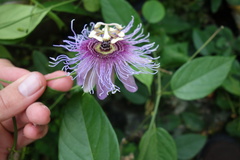 Passiflora serratifolia