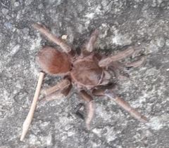 Acanthoscurria maga
