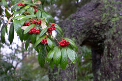 Cotoneaster salicifolius