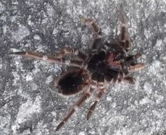 Acanthoscurria maga