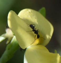 Camponotus sexguttatus