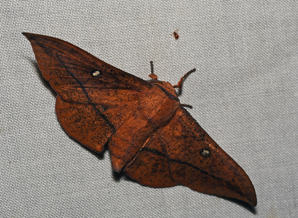 Isoscella peigleri