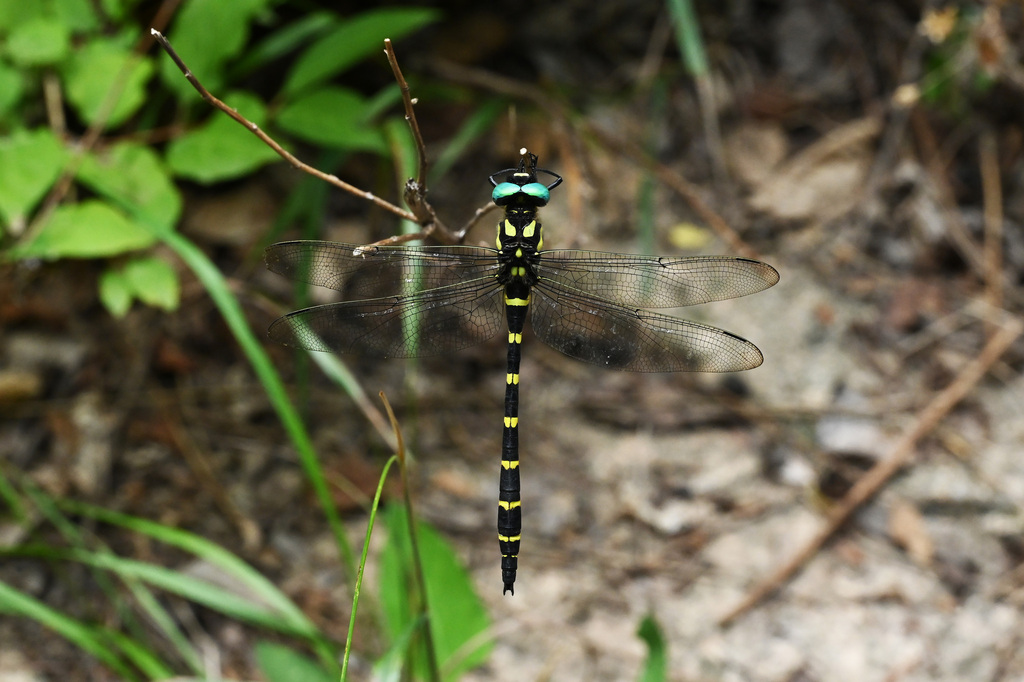 Anotogaster kuchenbeiseri