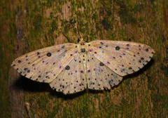 Anisodes prunelliaria