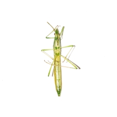 Stenocoris filiformis