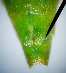 Stenocoris filiformis