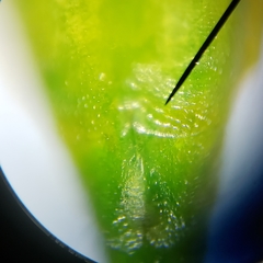 Stenocoris filiformis