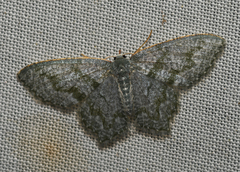 Chloropteryx opalaria