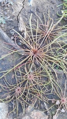 Claytonia exigua