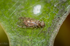 Ectopsocus meridionalis