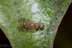Ectopsocus meridionalis