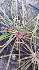 Claytonia exigua