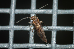 Psocetae