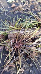 Claytonia exigua