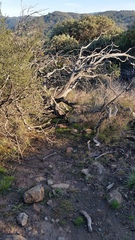 Claytonia exigua