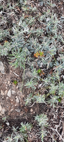 Image of Ficinia truncata by (c) Karen Eichholz, some rights reserved (CC BY)