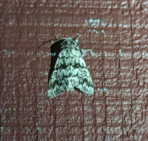 Black Zigzag Moth photo 4