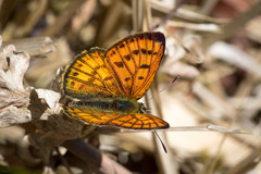 Lycaena edna