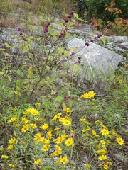 Helianthus porteri