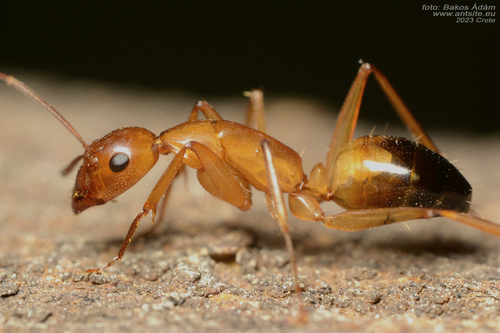 Camponotus baldacciiCamponotus baldaccii