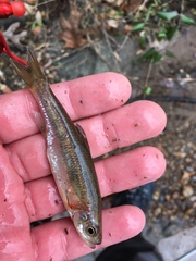 Clinostomus funduloides