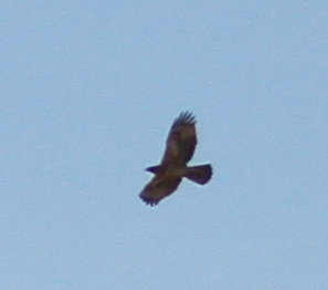 Bonelli's Eagle