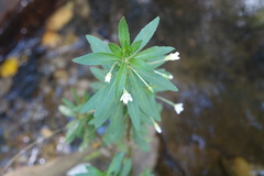 Epilobium capense
