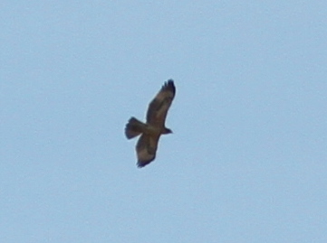 Bonelli's Eagle