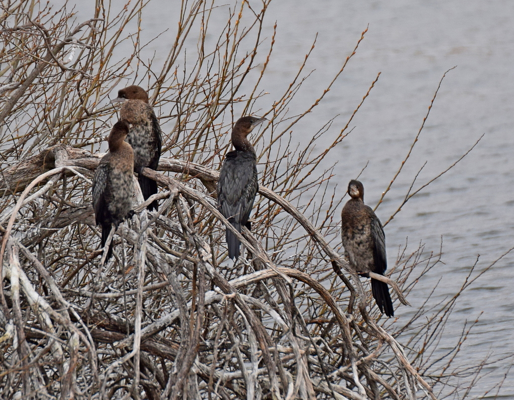 Pygmy Cormorant