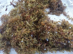Sargassum natans
