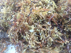 Sargassum natans